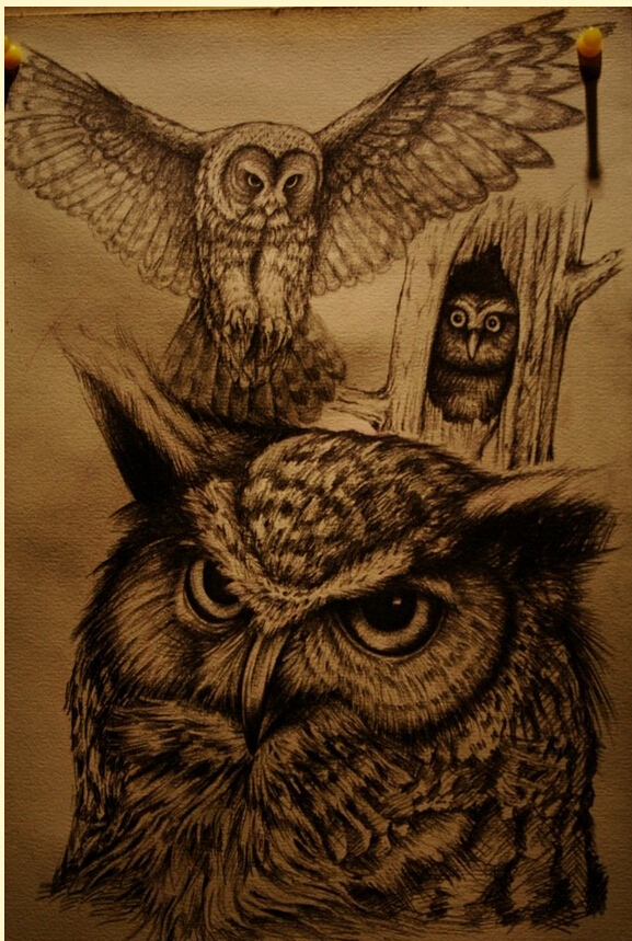 个性时尚黑灰猫头鹰老鹰纹身手稿图案图片