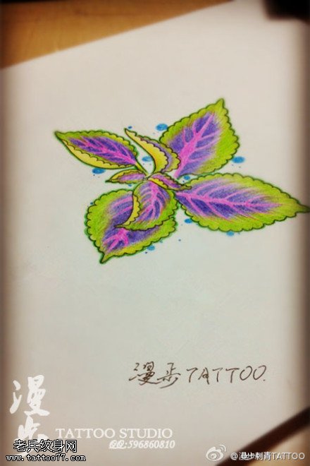 彩色树叶纹身手稿图片