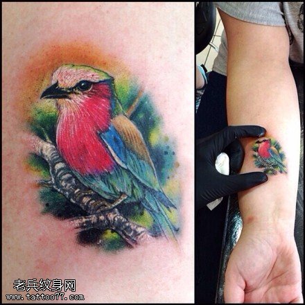 手臂彩色鹦鹉纹身图案