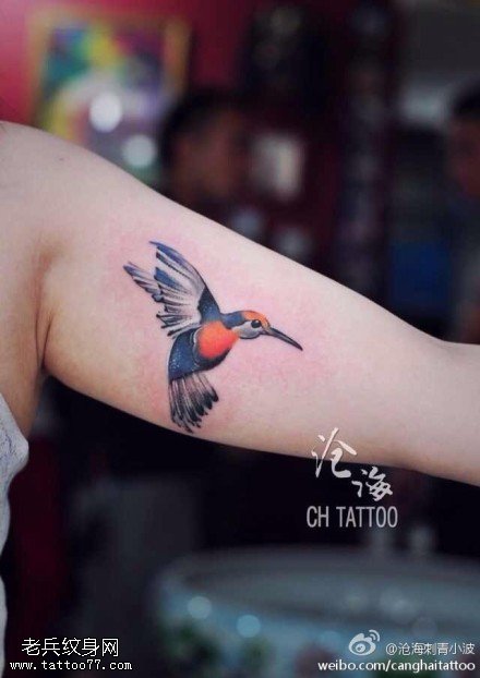 手臂彩色蜂鸟纹身图片