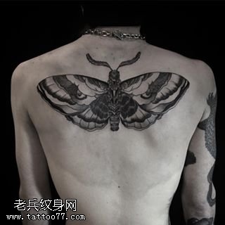背部点刺飞蛾纹身图案