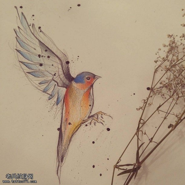 手稿的彩绘素描鸟纹身图案
