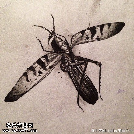 手稿蚂蚱纹身图案