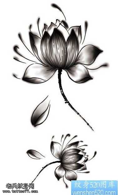 手稿一幅莲花纹身图案