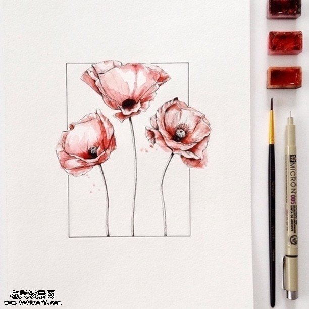 水彩三只罂粟花纹身图案