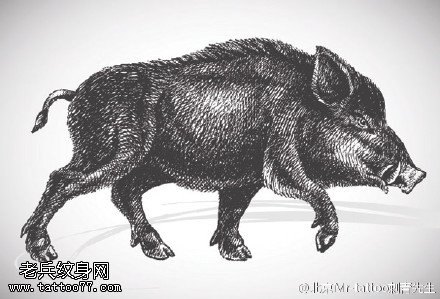 经典手绘野猪纹身图案