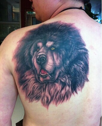 男人肩部超酷漂亮的藏獒纹身图片