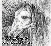 俊俏唯美马头纹身图案手稿