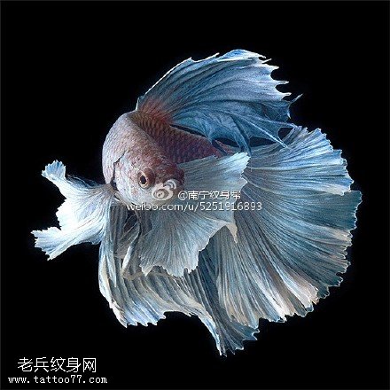 深海系列鱼娃娃手稿纹身图案