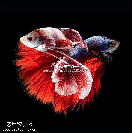 深海底红色漂亮的鱼手稿纹身图案