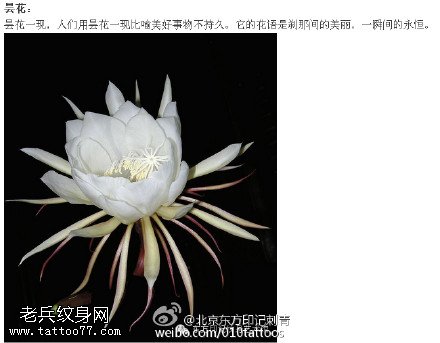 一瞬间的永恒昙花手稿纹身图案