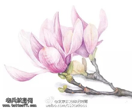 一枝漂亮的木兰花纹身图案缩略频道推荐图