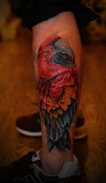 小腿上漂亮的鹦鹉图案彩色纹身图片