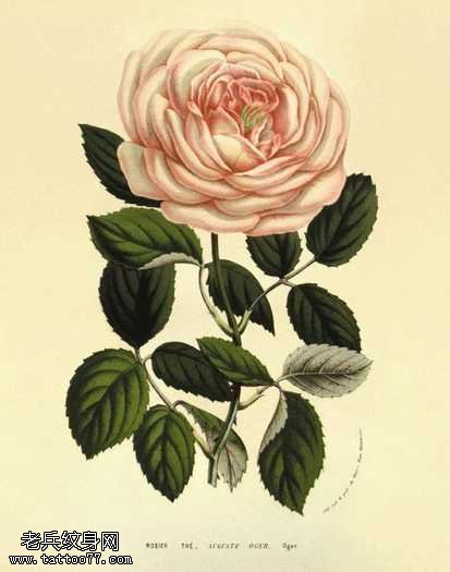 手稿白玫瑰纹身图案