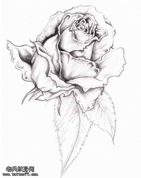手稿黑灰玫瑰纹身图案