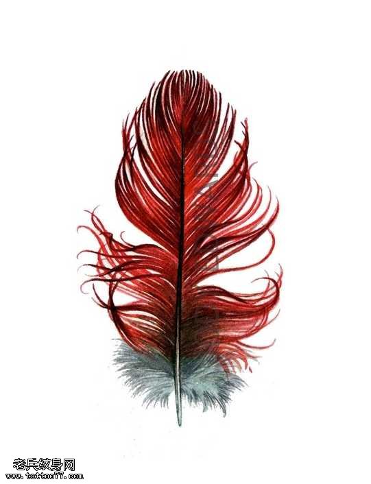 手稿红羽毛纹身图案