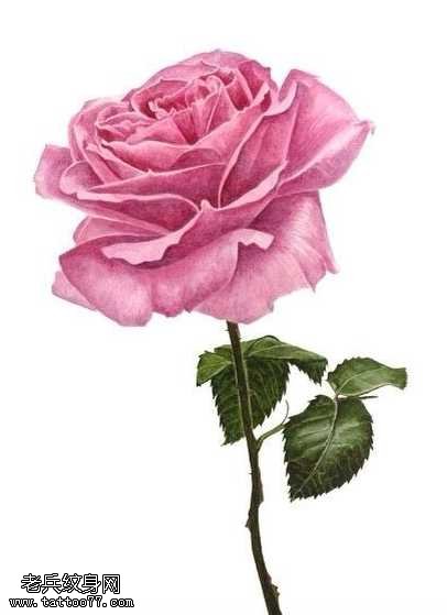 手稿粉玫瑰纹身图案