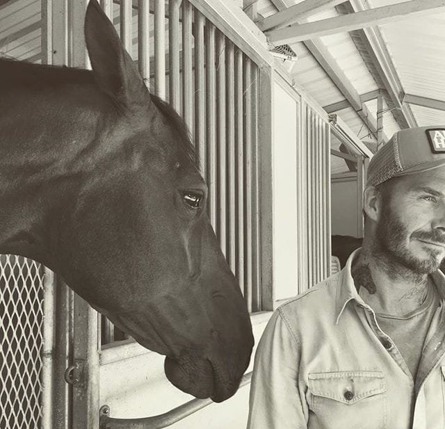 贝克汉姆右肩上的黑马纹身图案