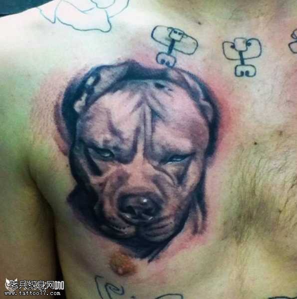 胸部斗牛犬纹身图案