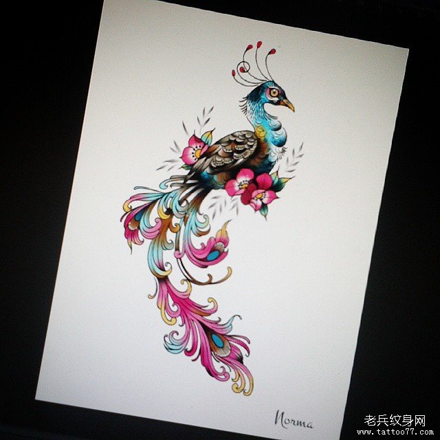 欧美漂亮的孔雀彩色纹身图案手稿