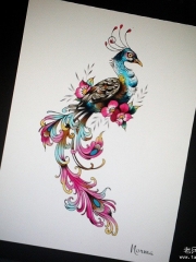 欧美漂亮的孔雀彩色纹身图案手稿