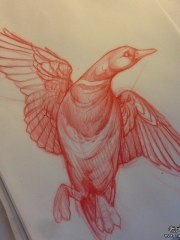 欧美school野鸭子纹身图案手稿