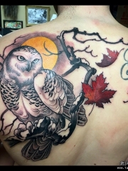 背部欧美school猫头鹰树枝枫叶月亮纹身图案