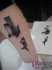 小腿欧美断开的鲸鱼黑灰纹身图案