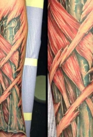 非常逼真的彩色骨骼和肌肉手臂纹身图案