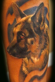 手臂彩色逼真狼狗肖像纹身图片