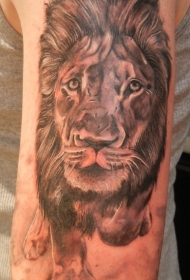 肩部棕色逼真的狮子头纹身图片