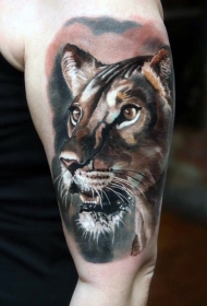 肩部逼真的彩色母狮肖像纹身图片