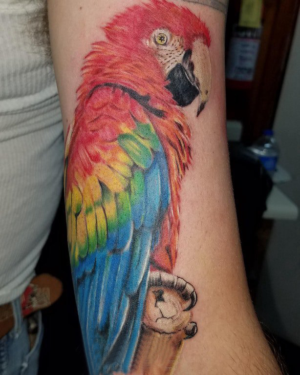 男生手臂上彩绘水彩素描创意鹦鹉纹身图片