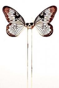 彩绘水彩素描创意文艺精美蝴蝶骷髅纹身手稿