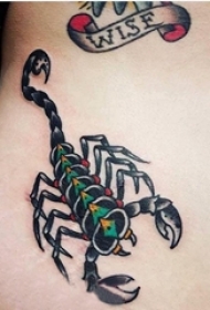 腹部纹身 女生腹部彩色的蝎子纹身图片