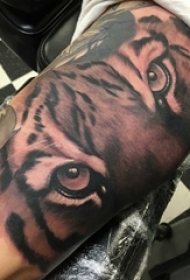 老虎图腾纹身 男生手臂上老虎纹身黑灰纹身图片