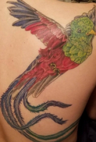 纹身鸟 男生背部鸟纹身图片
