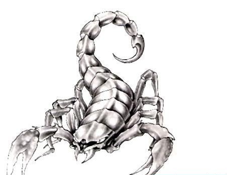 黑白蝎子纹身手稿图片