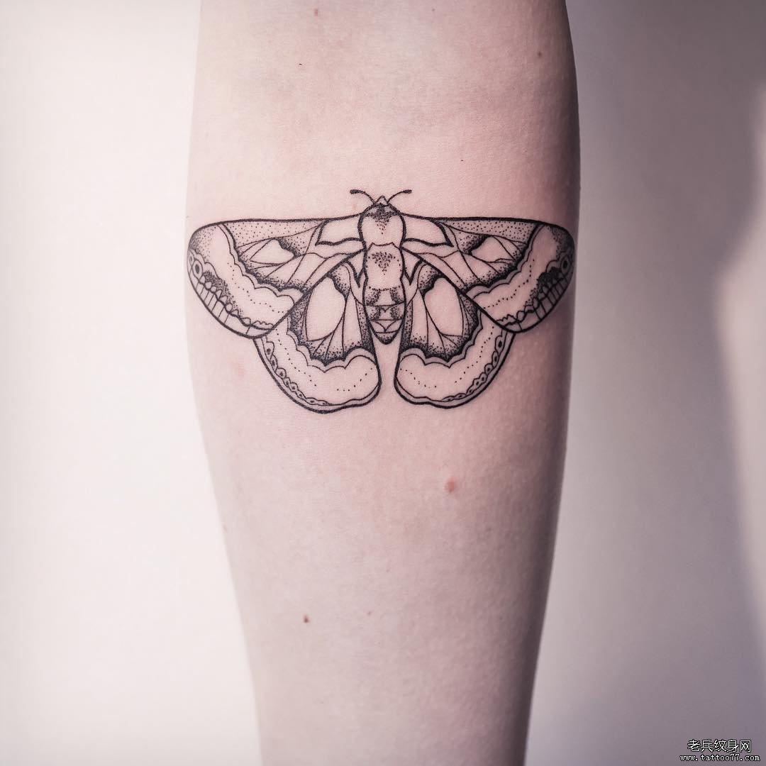 小臂小清新飞蛾线条点刺纹身图案