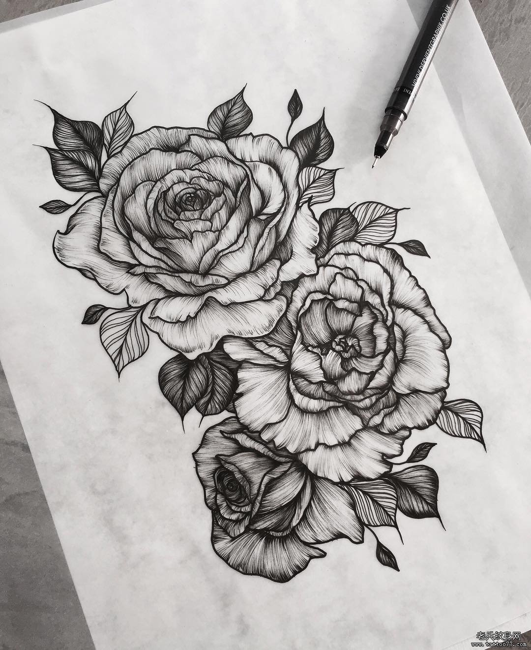 欧美school绽放的玫瑰纹身图案手稿