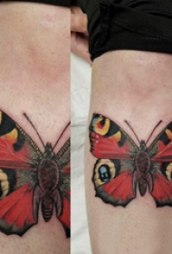 小动物纹身 男生小腿上彩色的蝴蝶纹身图片
