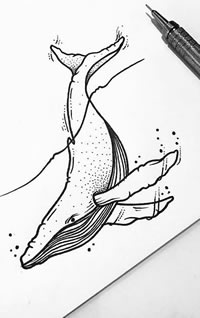 海豚纹身手稿