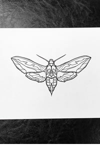 黑灰飞蛾纹身手稿