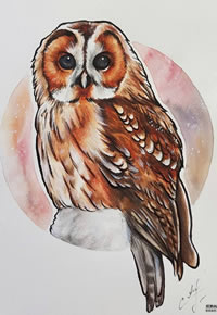 色彩猫头鹰纹身手稿