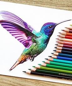 色彩鸟文身手稿