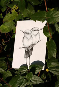 黑灰小鸟纹身手稿