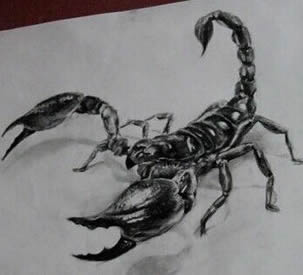 天蝎之吻 蝎子纹身图案