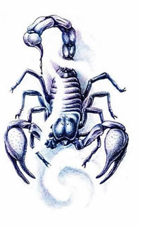 魔力天蝎纹身手稿大全