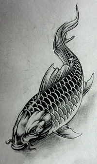 简单的鲤鱼纹身手稿
