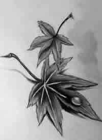 一套12张精品枫叶纹身手稿素材图片